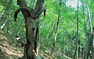 lo spirito del bosco canzo