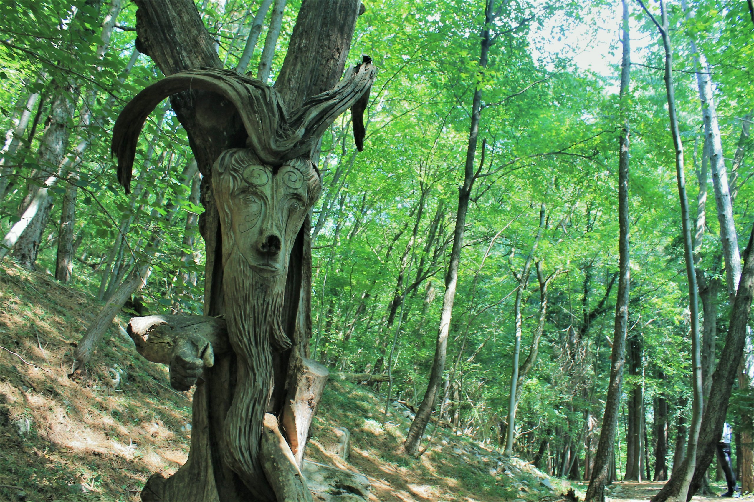 lo spirito del bosco canzo